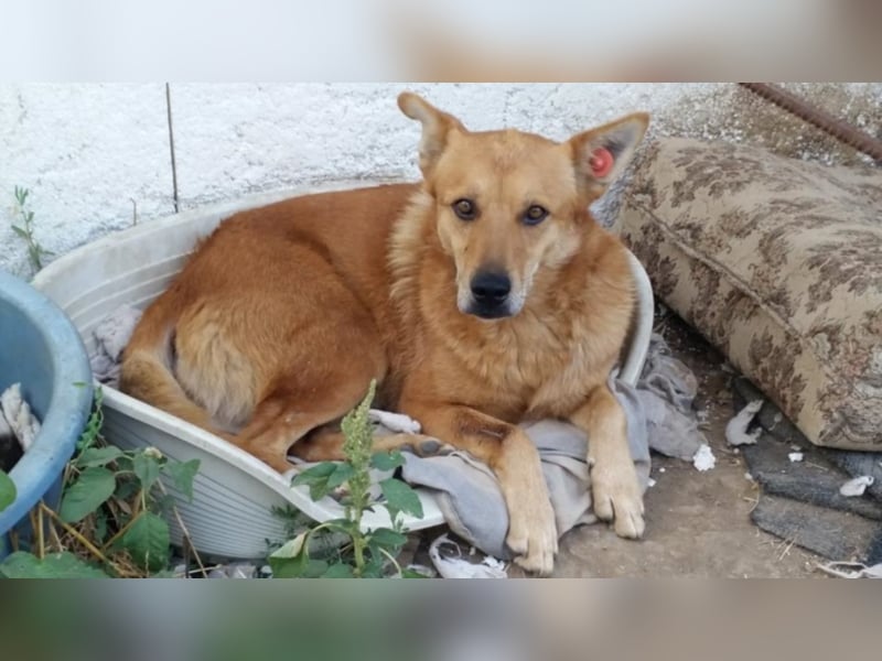 Foxy - Sanfter und liebenswüdiger Foxy sucht seine Chance