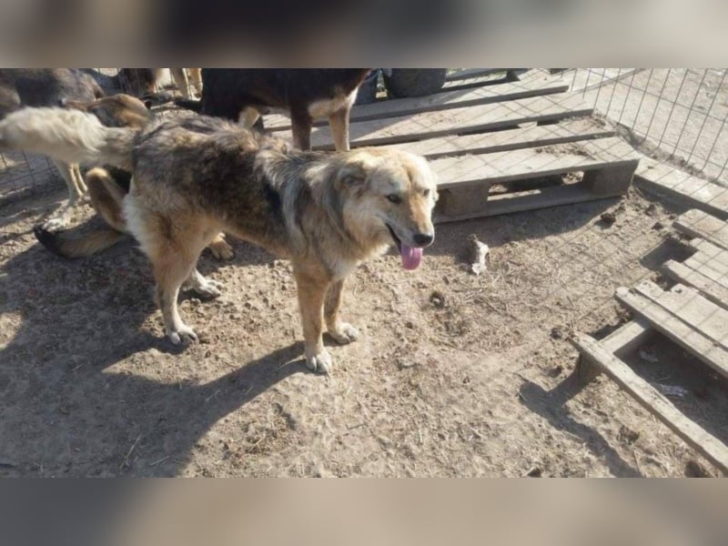 Griffin - Fröhliches Kerlchen sucht seine Menschen
