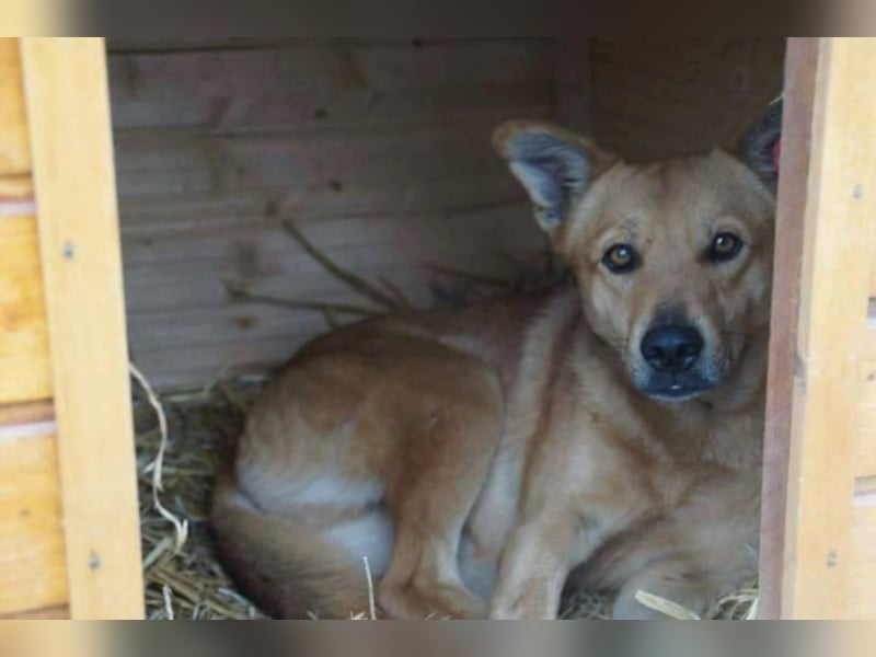 Foxy - Sanfter und liebenswüdiger Foxy sucht seine Chance