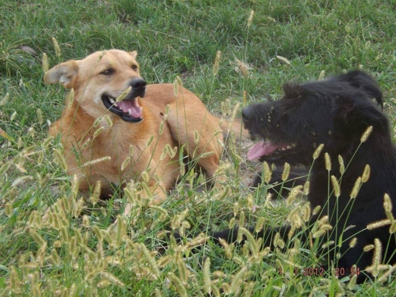 Foxy - Sanfter und liebenswüdiger Foxy sucht seine Chance