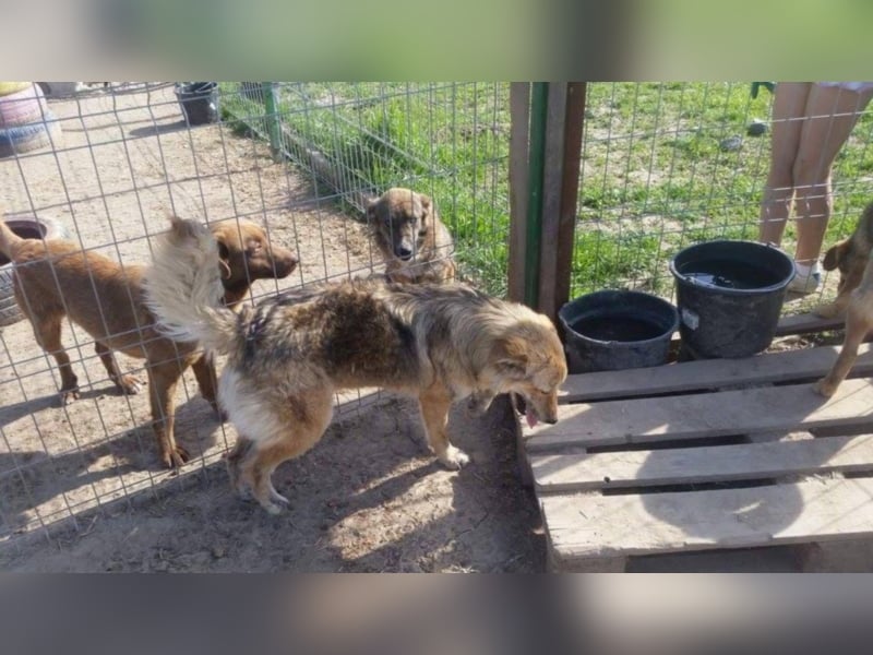 Griffin - Fröhliches Kerlchen sucht seine Menschen