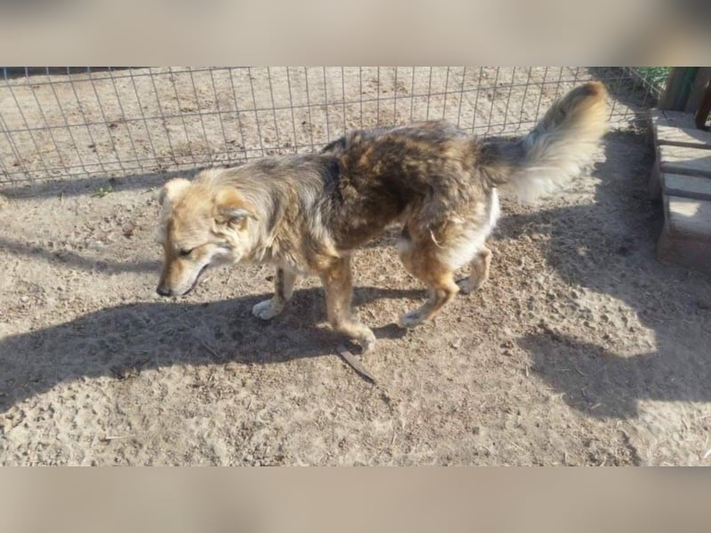 Griffin - Fröhliches Kerlchen sucht seine Menschen