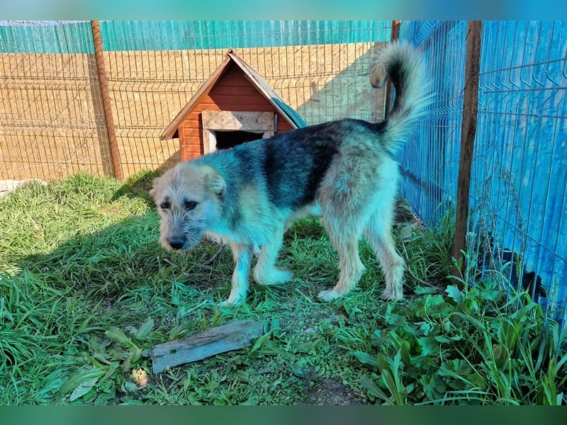 Vladimir