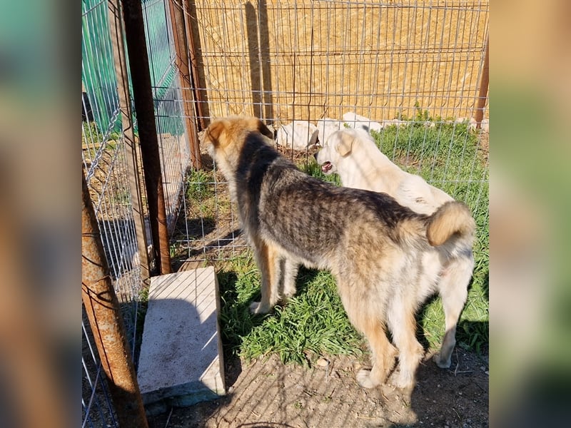 Vladimir