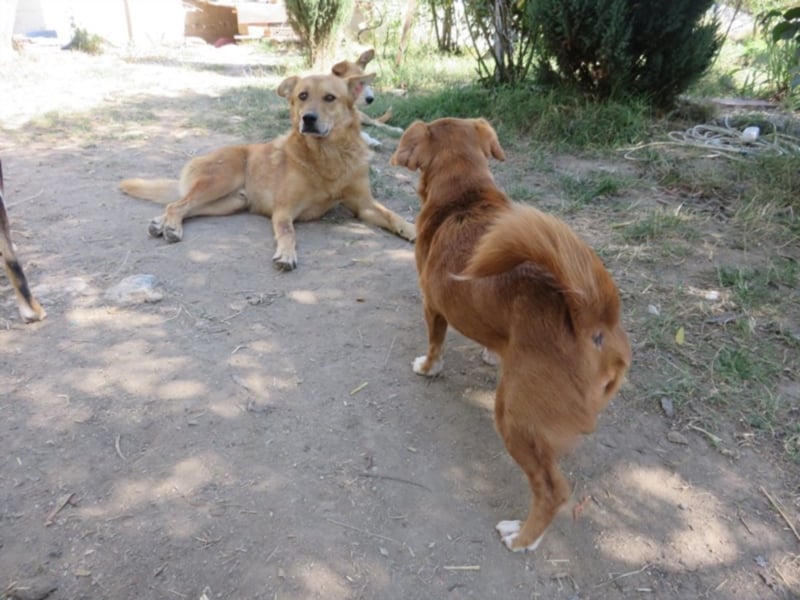 Foxy - Sanfter und liebenswüdiger Foxy sucht seine Chance