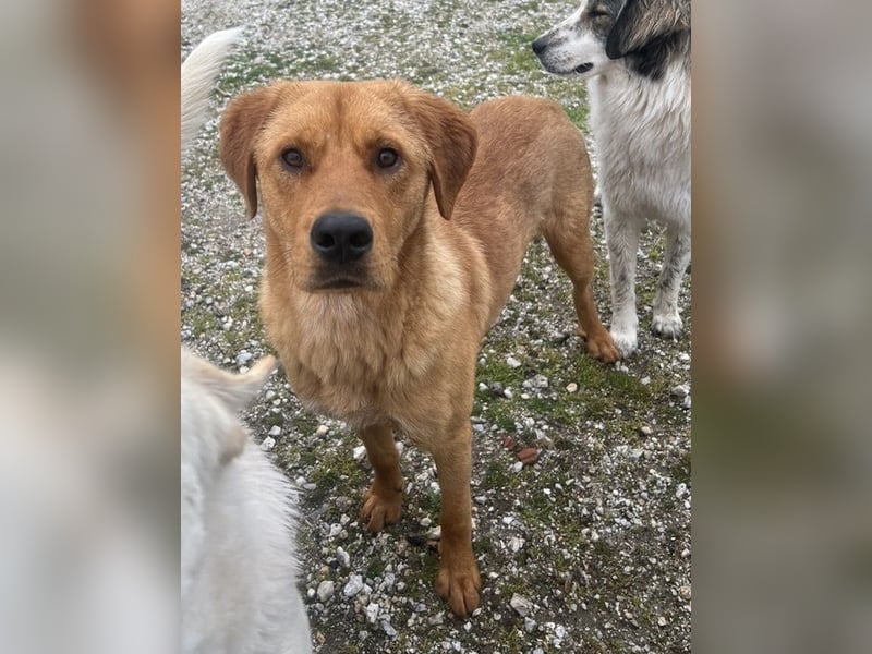 Valor, geb. ca. 05/2024, lebt in GRIECHENLAND, auf einem Gelände, auf dem die Hunde notdürftig vers