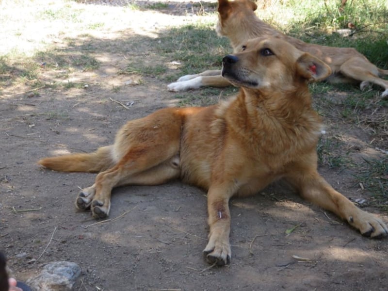Foxy - Sanfter und liebenswüdiger Foxy sucht seine Chance