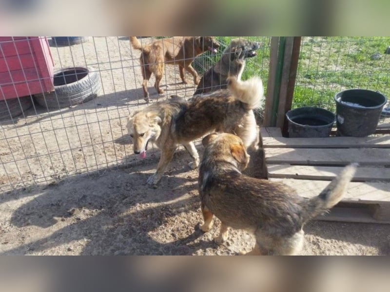 Griffin - Fröhliches Kerlchen sucht seine Menschen