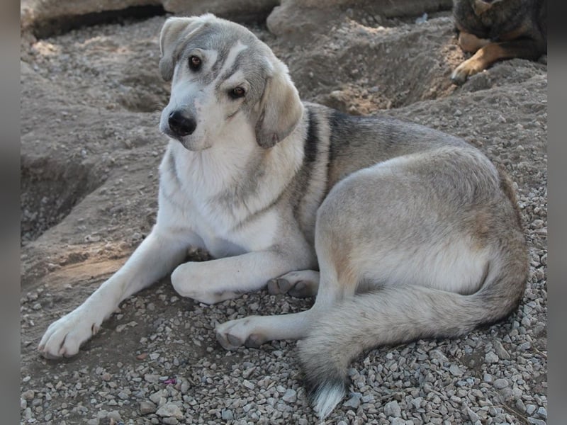 Lykos, geb. ca. 12/2023, lebt in GRIECHENLAND, im städt. Tierheim Serres