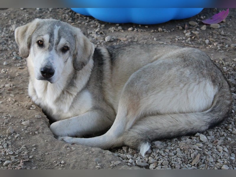 Lykos, geb. ca. 12/2023, lebt in GRIECHENLAND, im städt. Tierheim Serres