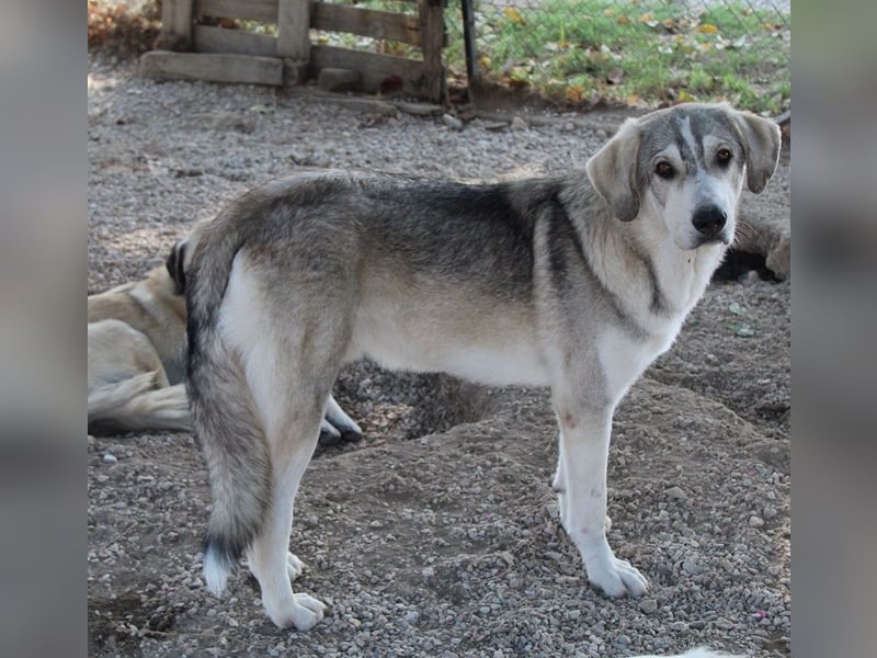 Lykos, geb. ca. 12/2023, lebt in GRIECHENLAND, im städt. Tierheim Serres