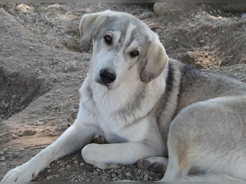 Lykos, geb. ca. 12/2023, lebt in GRIECHENLAND, im städt. Tierheim Serres