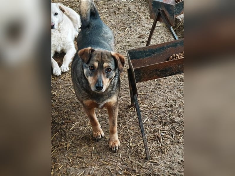Misto - seit Welpe im Shelter, wann bekommt er seine Chance?