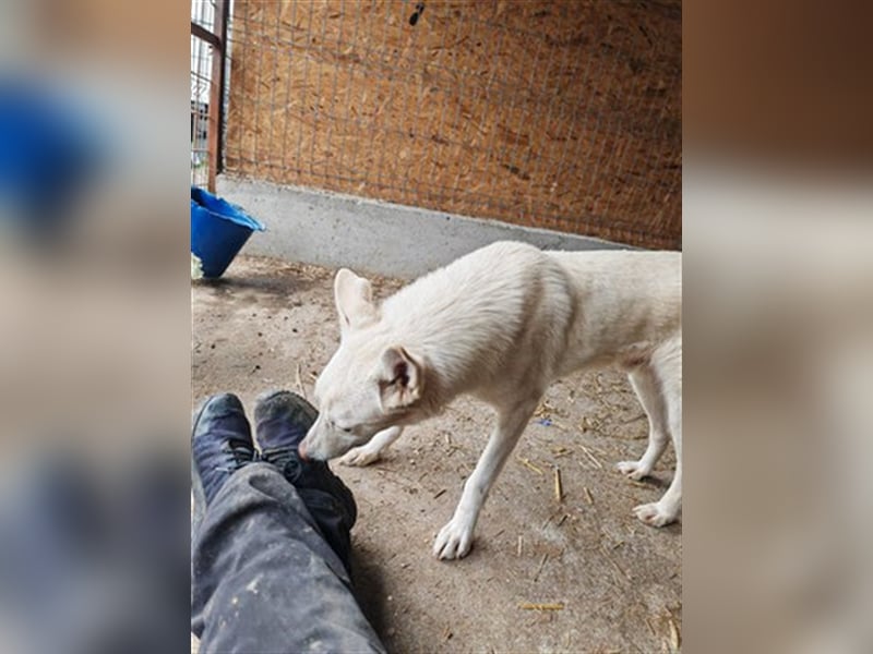 Ludwig - sucht ein Zuhause mit viel Geduld, Liebe und Verständnis