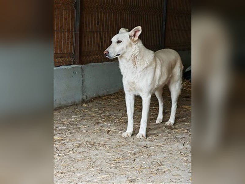 Ludwig - sucht ein Zuhause mit viel Geduld, Liebe und Verständnis