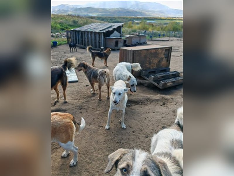 Ludwig - sucht ein Zuhause mit viel Geduld, Liebe und Verständnis