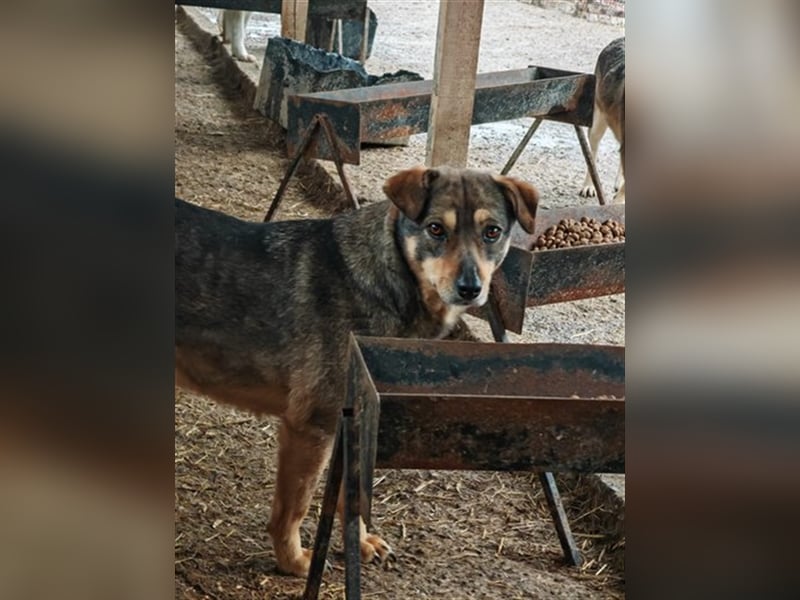 Misto - seit Welpe im Shelter, wann bekommt er seine Chance?