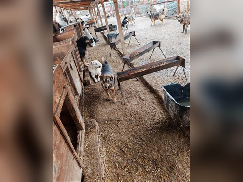 Misto - seit Welpe im Shelter, wann bekommt er seine Chance?