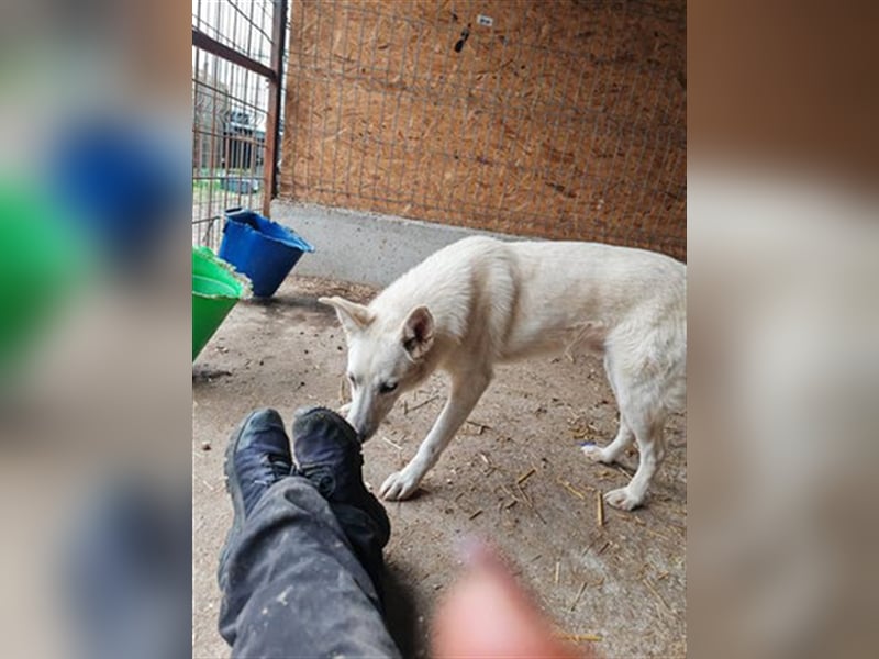 Ludwig - sucht ein Zuhause mit viel Geduld, Liebe und Verständnis