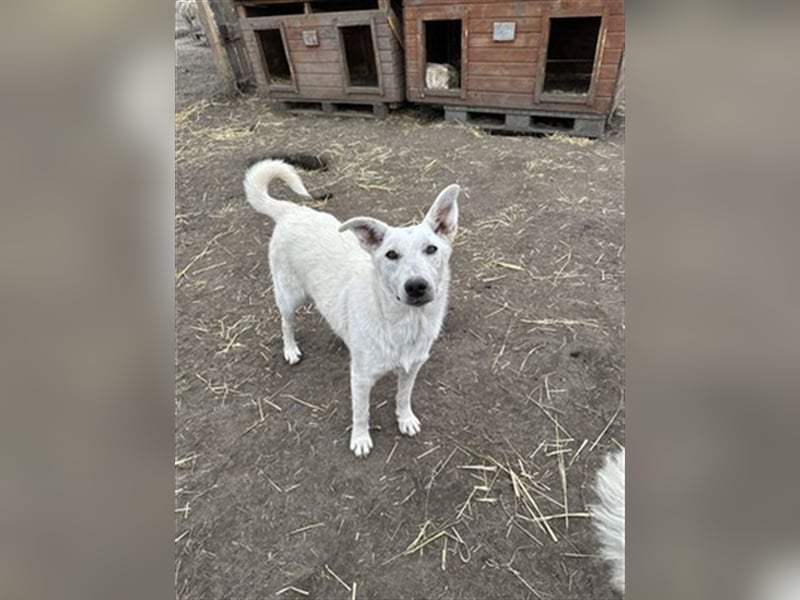 Ludwig - sucht ein Zuhause mit viel Geduld, Liebe und Verständnis