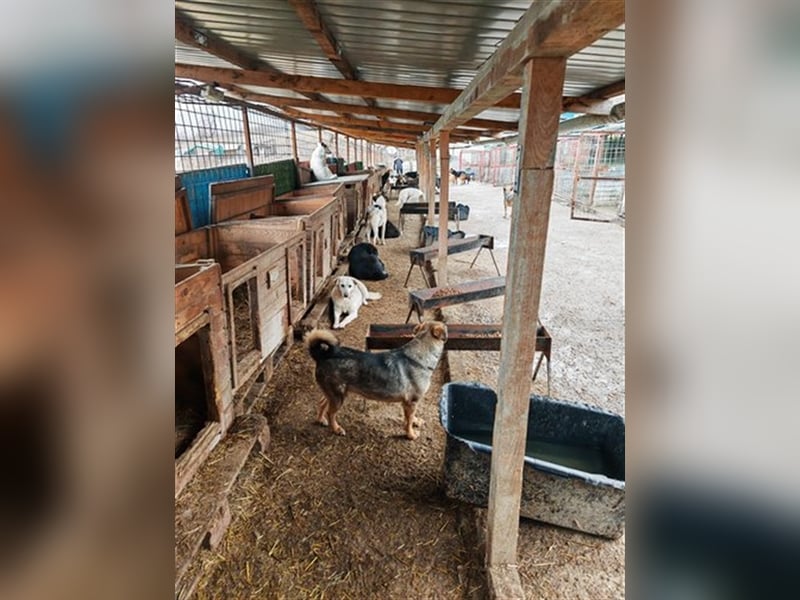 Misto - seit Welpe im Shelter, wann bekommt er seine Chance?