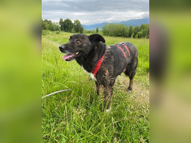 Doppio - liebevoller, freundlicher Hund