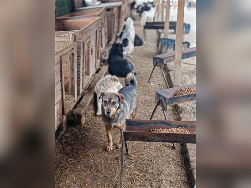 Misto - seit Welpe im Shelter, wann bekommt er seine Chance?