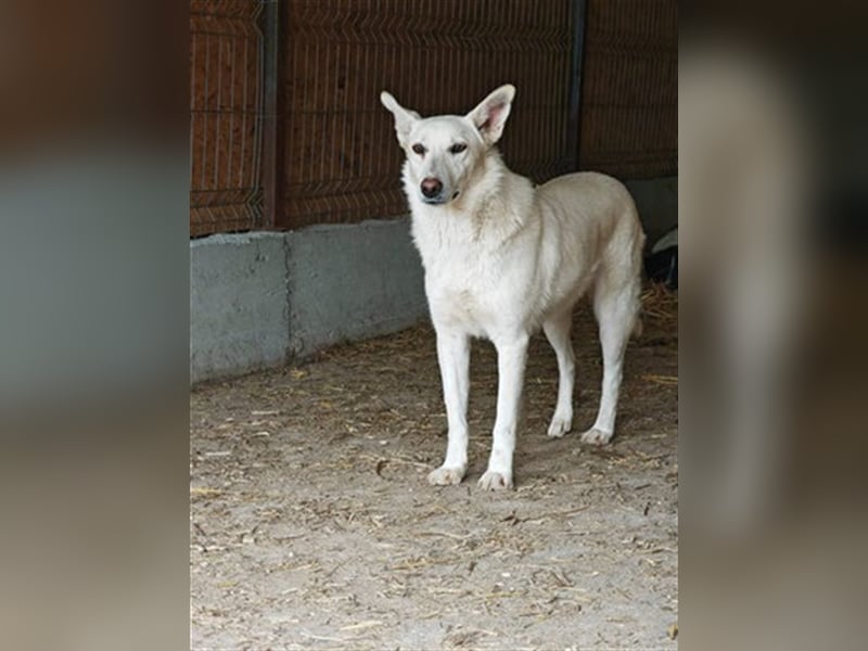 Ludwig - sucht ein Zuhause mit viel Geduld, Liebe und Verständnis