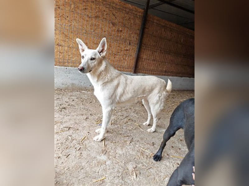 Ludwig - sucht ein Zuhause mit viel Geduld, Liebe und Verständnis