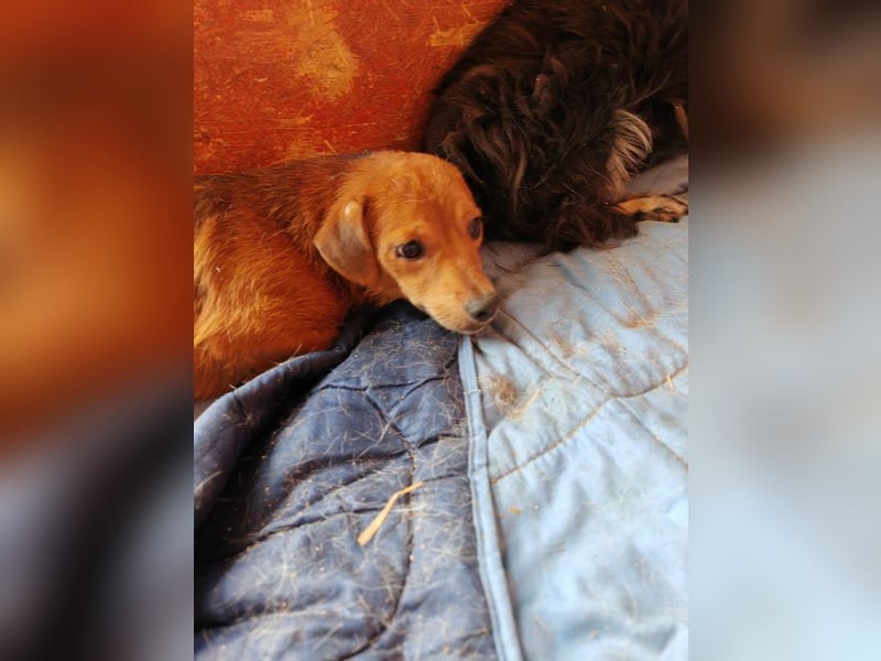 Sancho - noch ängstlich und auf der suche nach lieben & geduldigen Menschen