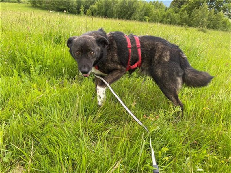 Doppio - liebevoller, freundlicher Hund