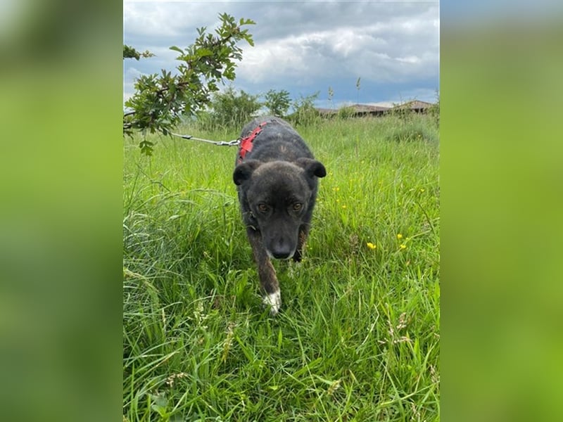 Doppio - liebevoller, freundlicher Hund
