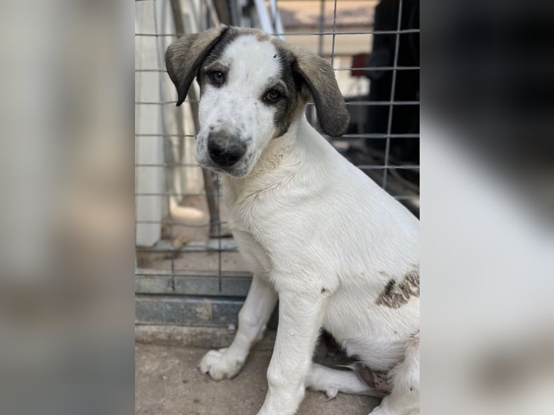 Aron, geb. ca. 02/2024, lebt in GRIECHENLAND, im städt. Tierheim Serres