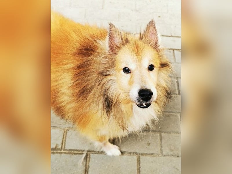 Chicko, Sheltie, geb. 2014, unglaublich netter Senior sucht Zuhause