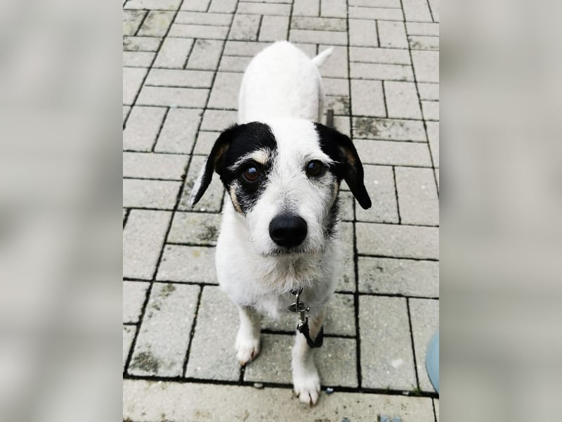 Marvin, Mischling, geb. 2017, freundlicher Rüde sucht Familie