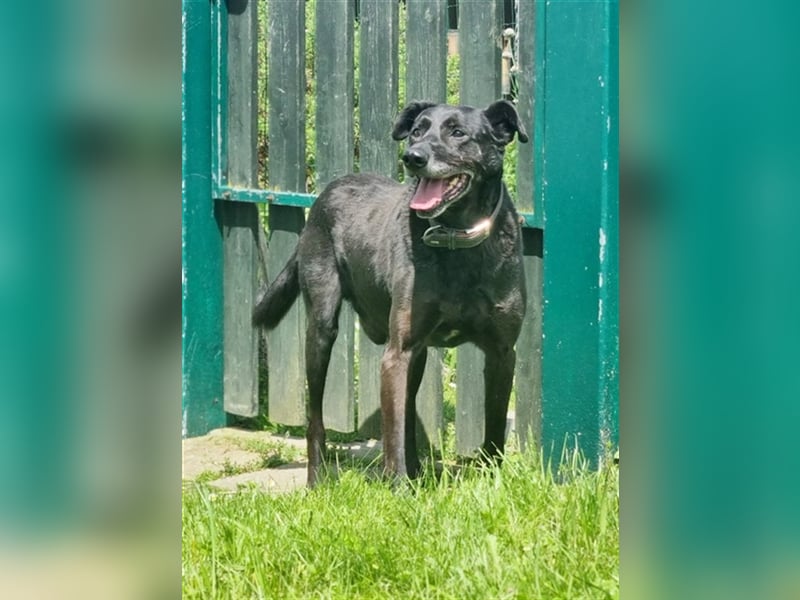 Zoran, Mischling, geb. 2011, sucht Einzelplatz und Besitzer mit Grundstück