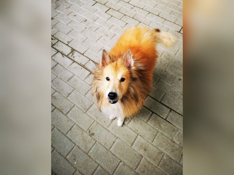 Chicko, Sheltie, geb. 2014, unglaublich netter Senior sucht Zuhause