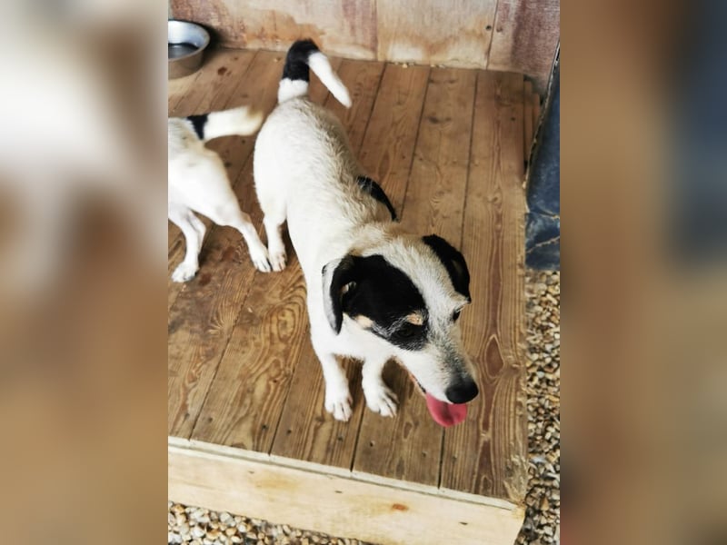 Marvin, Mischling, geb. 2017, freundlicher Rüde sucht Familie