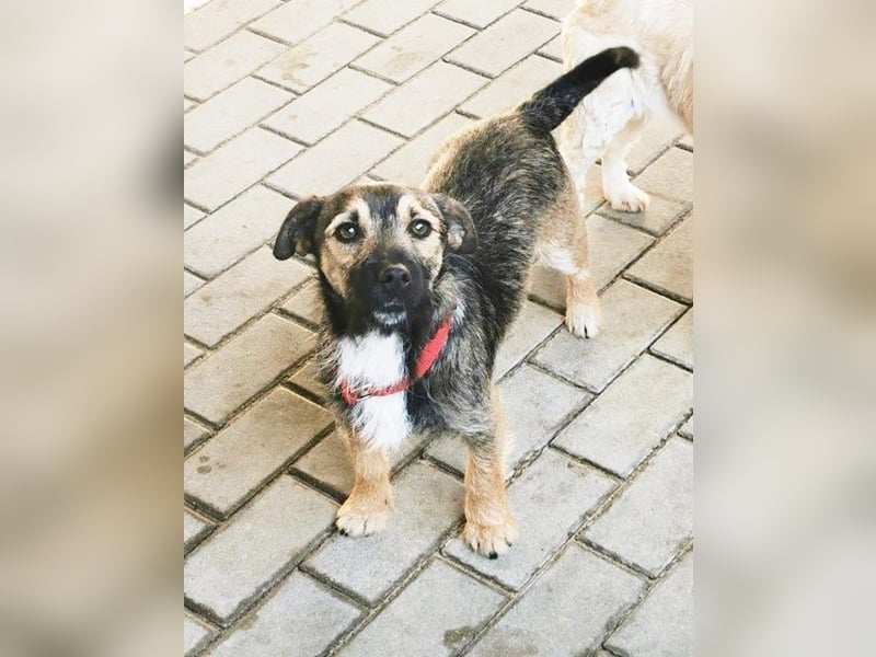 Benito, Terriermischling, geb. 2023, netter Terrier sucht Zuhause