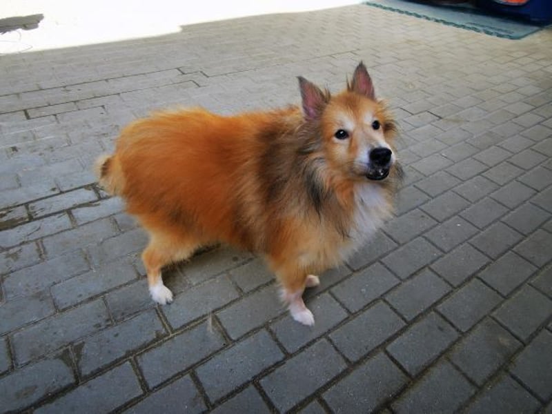 Chicko, Sheltie, geb. 2014, unglaublich netter Senior sucht Zuhause