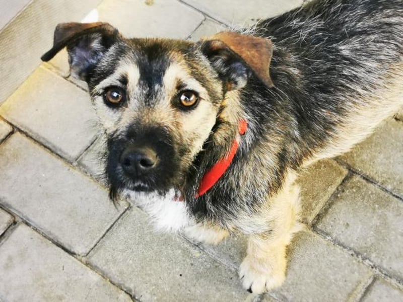 Benito, Terriermischling, geb. 2023, netter Terrier sucht Zuhause