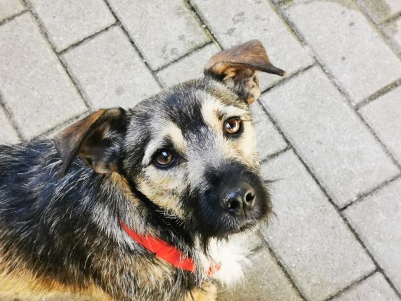 Benito, Terriermischling, geb. 2023, netter Terrier sucht Zuhause