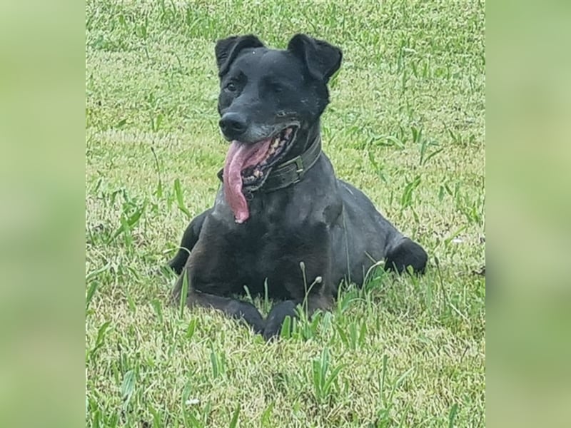 Zoran, Mischling, geb. 2011, sucht Einzelplatz und Besitzer mit Grundstück