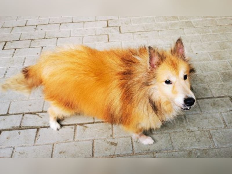 Chicko, Sheltie, geb. 2014, unglaublich netter Senior sucht Zuhause