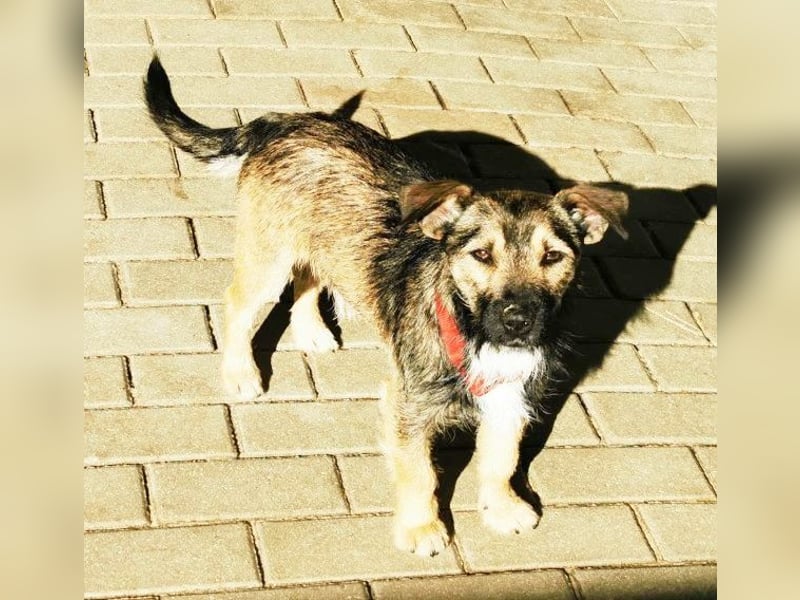 Benito, Terriermischling, geb. 2023, netter Terrier sucht Zuhause