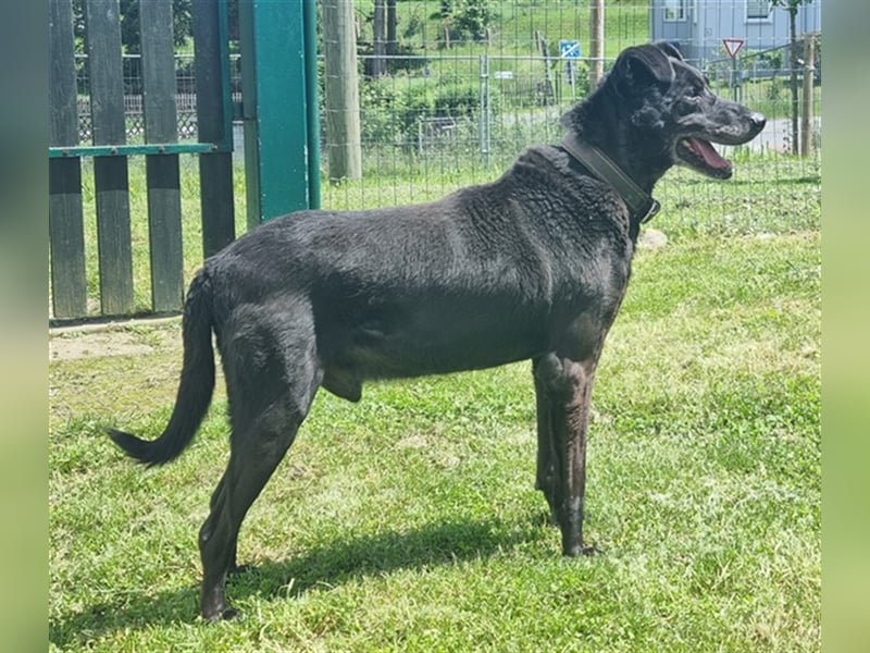 Zoran, Mischling, geb. 2011, sucht Einzelplatz und Besitzer mit Grundstück
