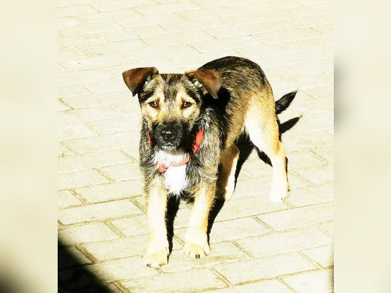 Benito, Terriermischling, geb. 2023, netter Terrier sucht Zuhause