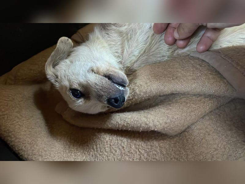 Eddi - fröhlicher Anfängerhund sucht liebevolles Zuhause