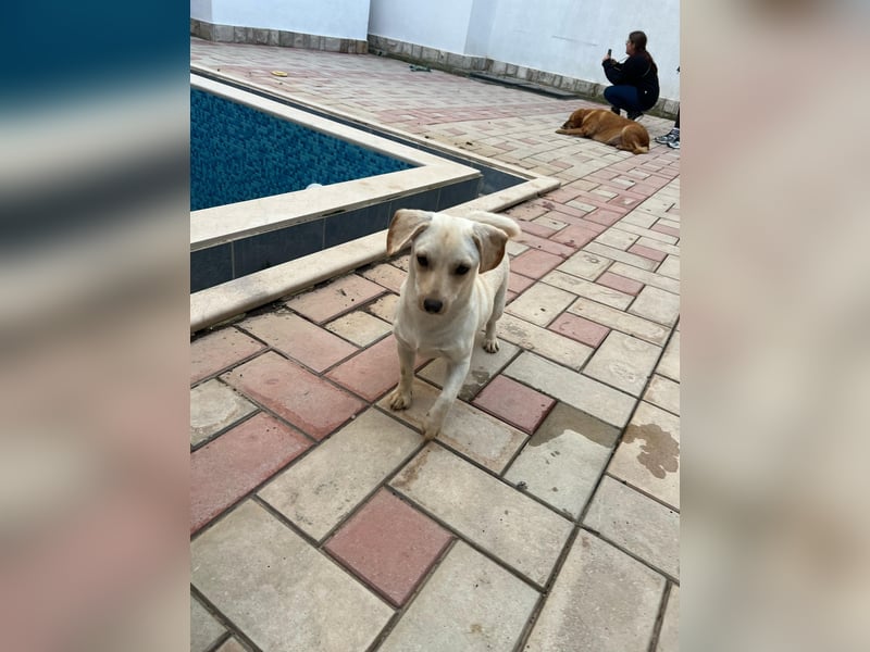 Eddi - fröhlicher Anfängerhund sucht liebevolles Zuhause