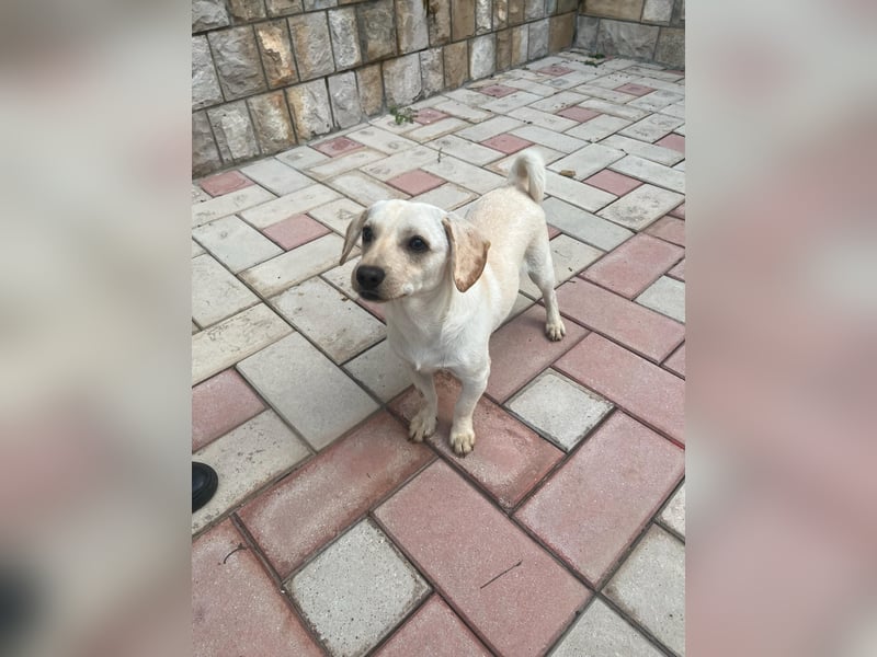 Eddi - fröhlicher Anfängerhund sucht liebevolles Zuhause